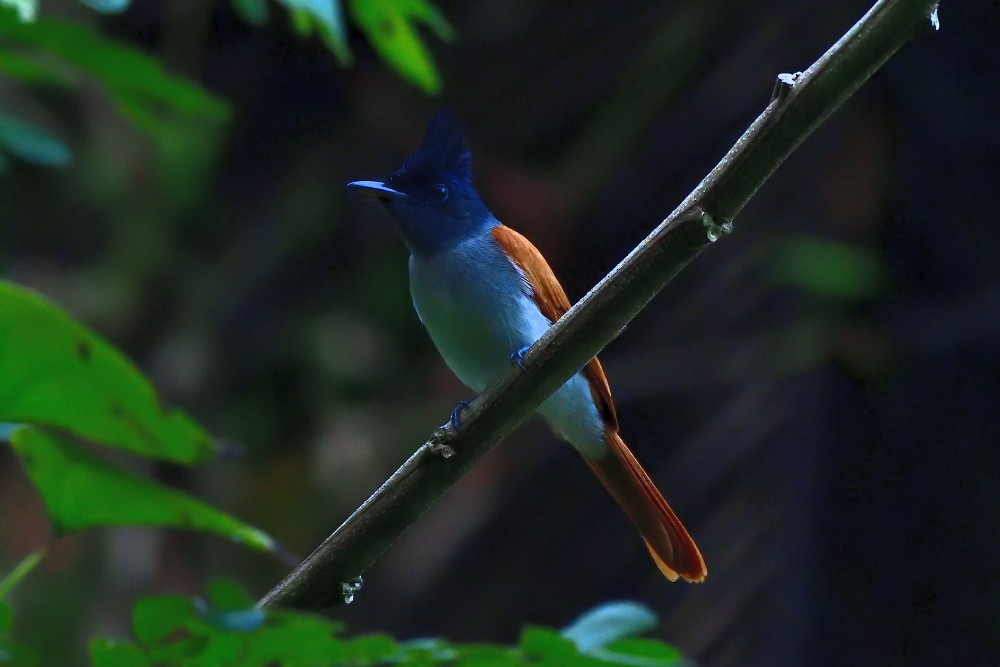Indian Paradise-Flycatcher - ML646237640