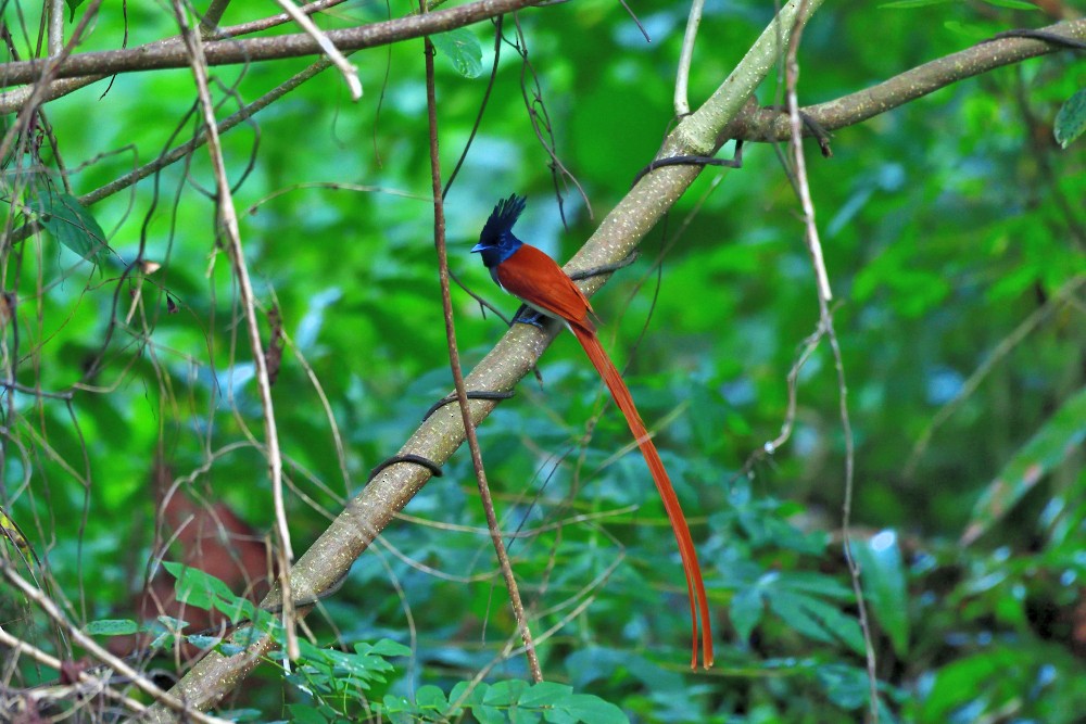 Indian Paradise-Flycatcher - ML646237641