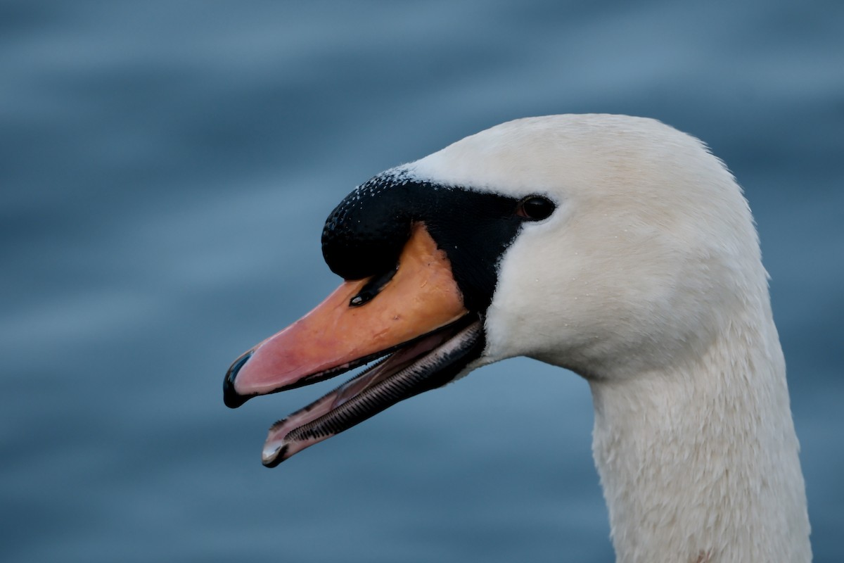 Mute Swan - ML646237643