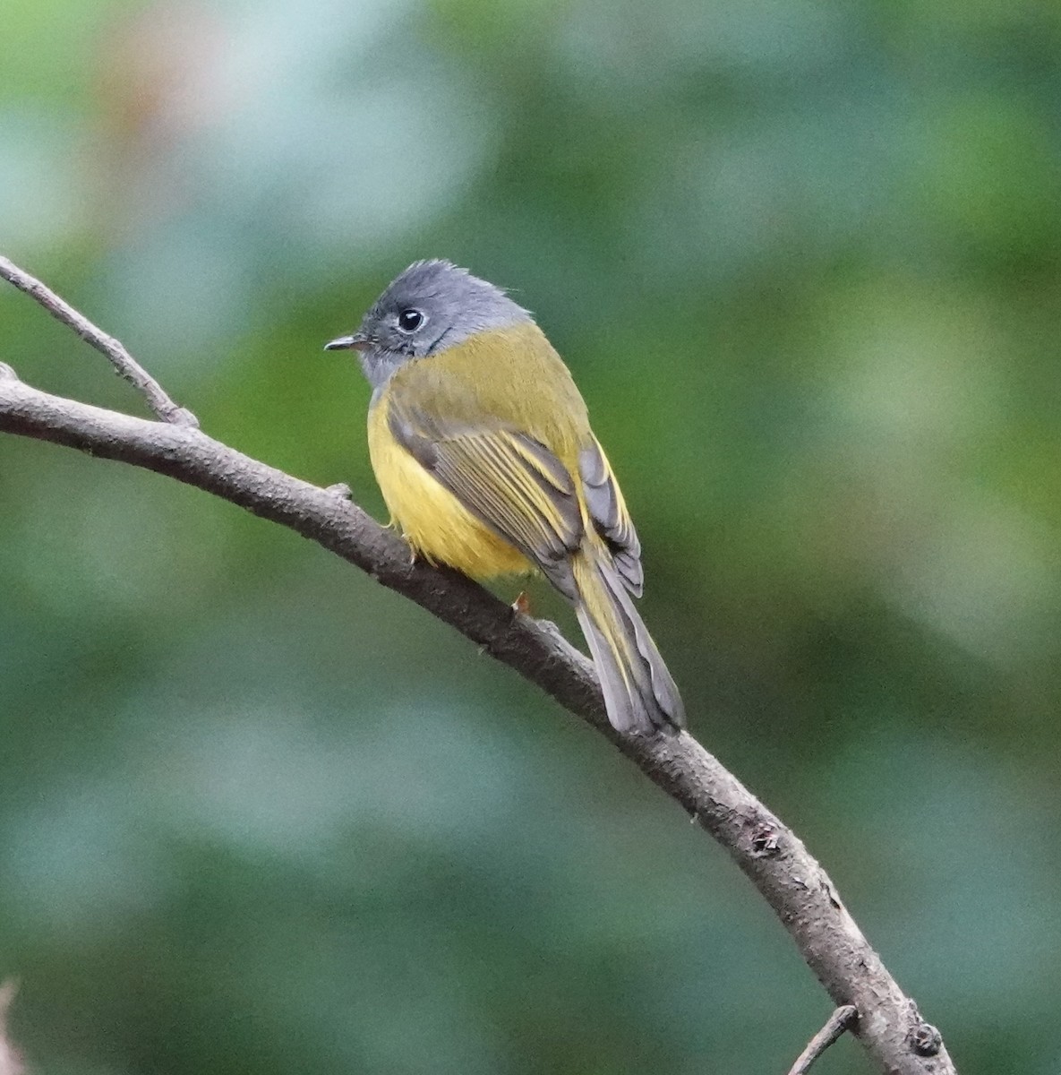 Gray-headed Canary-Flycatcher - ML646237644