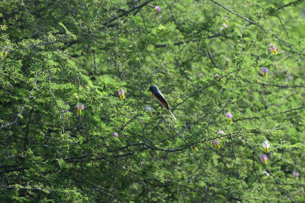 Small Minivet - ML646237646