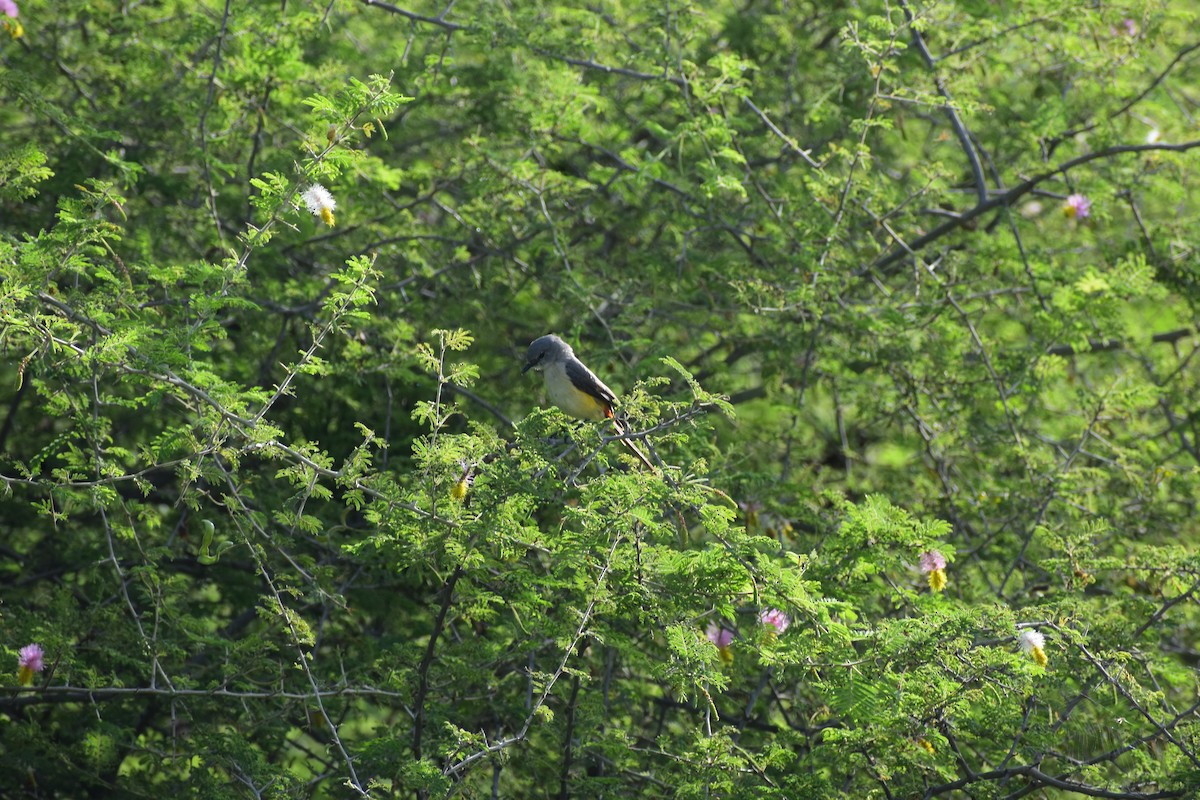 Small Minivet - ML646237647