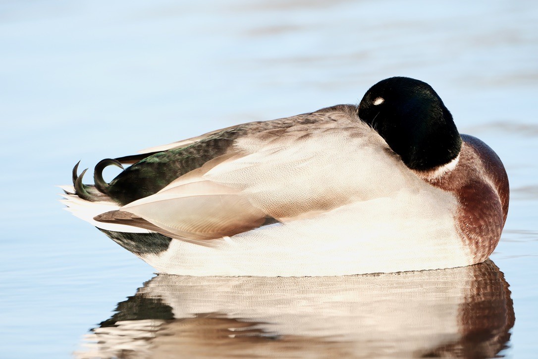 Mallard - ML646237649