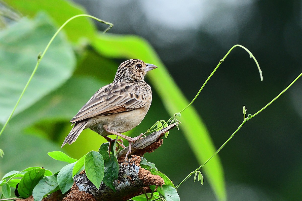 Jerdon's Bushlark - ML646237651