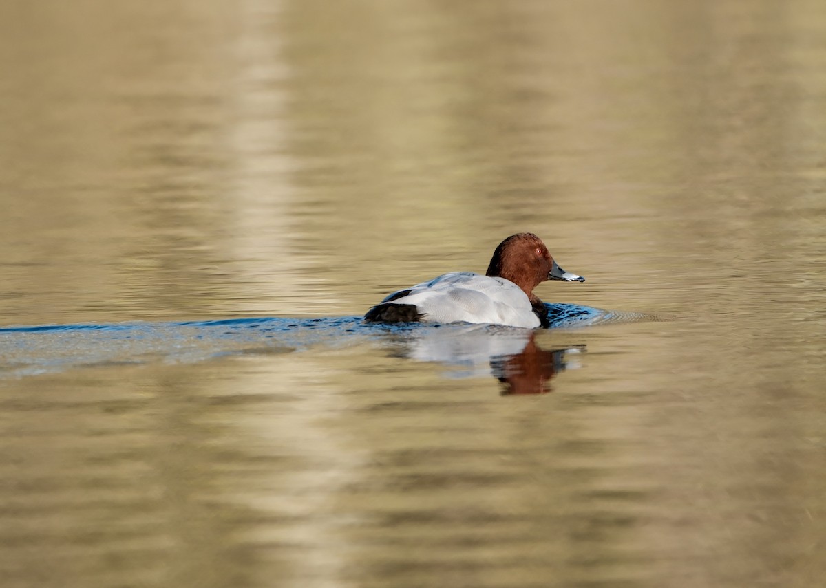 Common Pochard - ML646237656