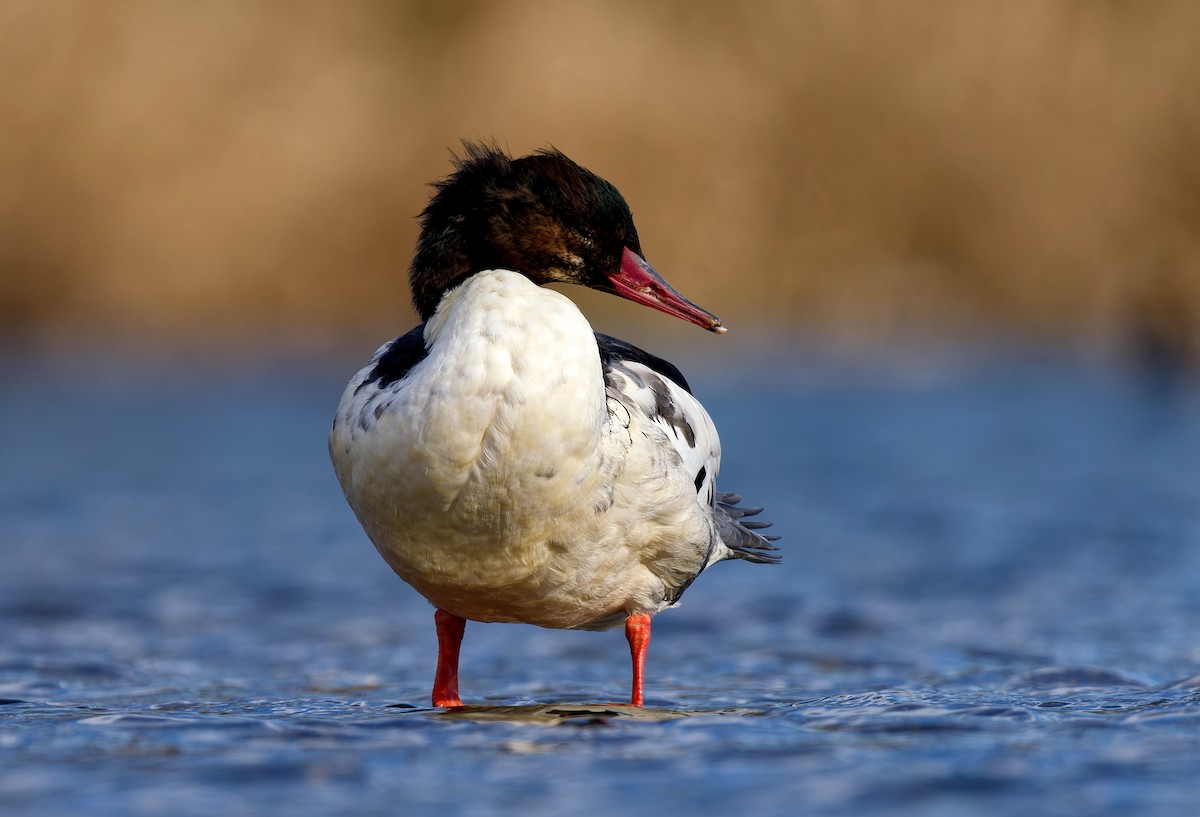 morčák velký - ML646237657