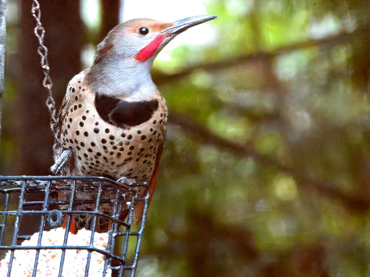 Northern Flicker (Yellow-shafted x Red-shafted) - ML646237662