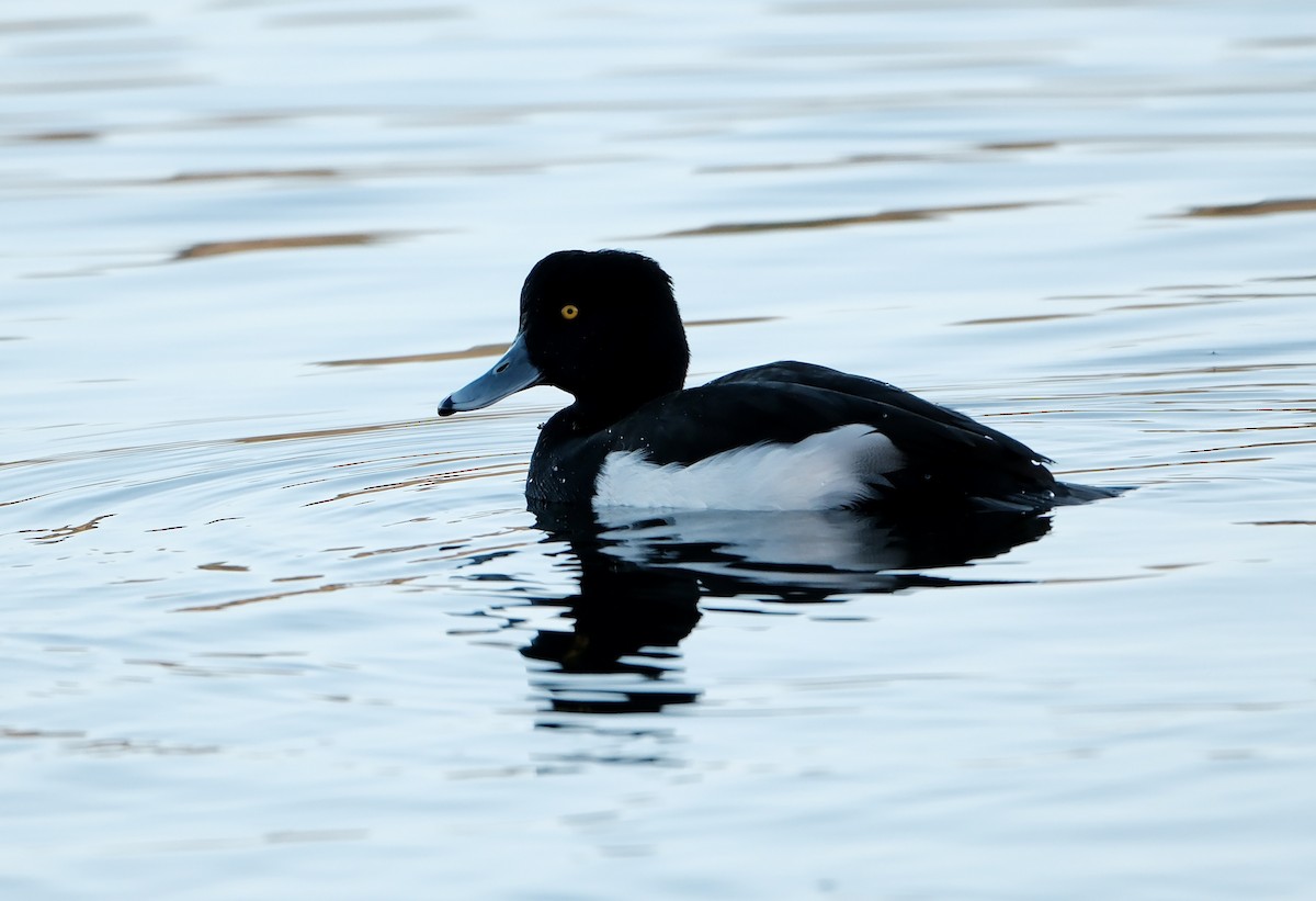 Tufted Duck - ML646237664
