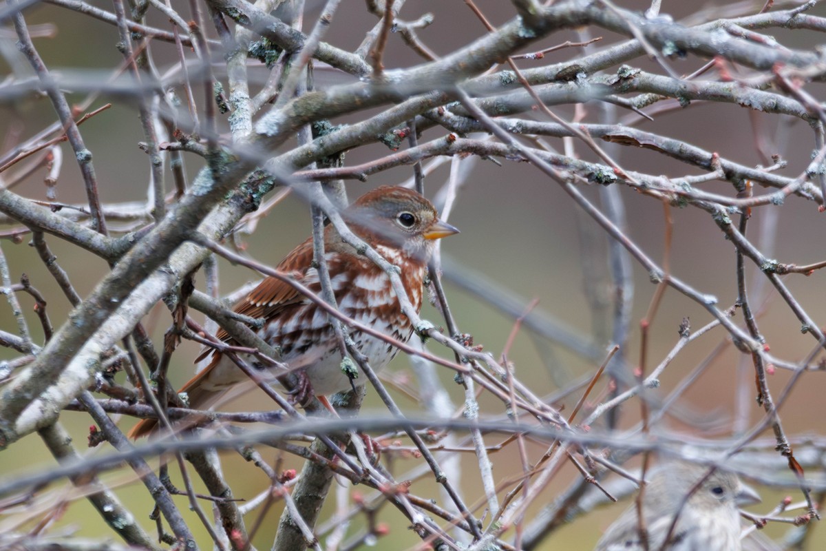 Fox Sparrow - ML646237668