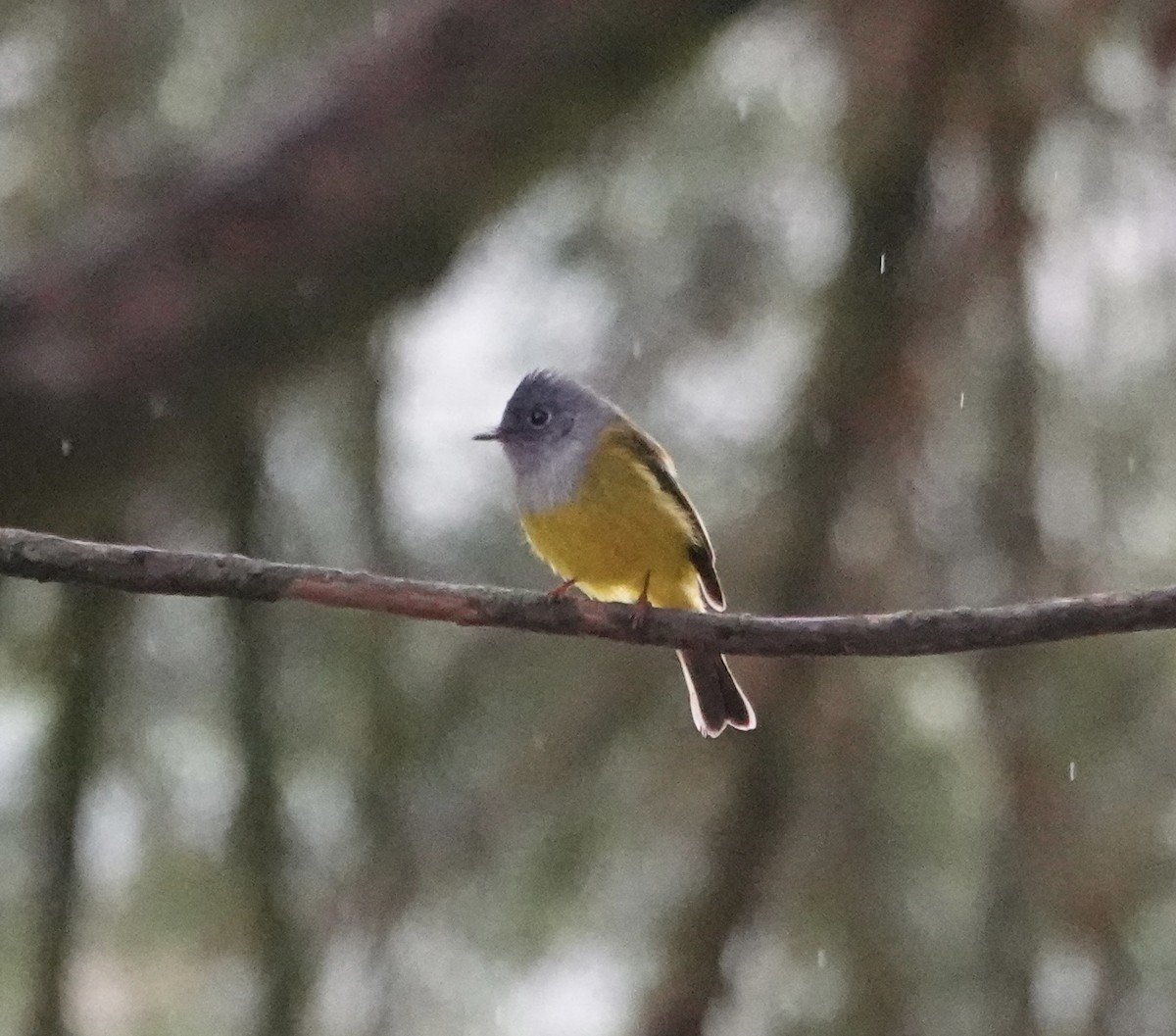 Gray-headed Canary-Flycatcher - ML646237670
