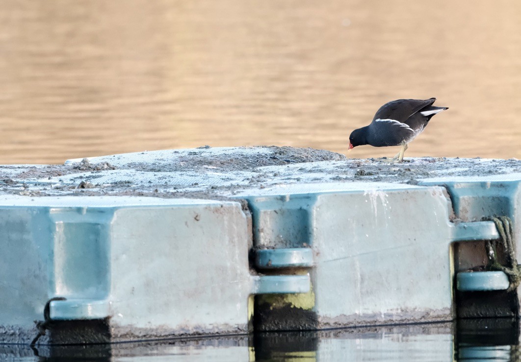 Eurasian Moorhen - ML646237672