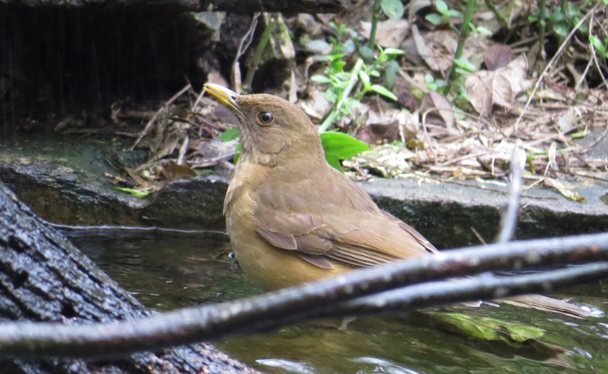 Clay-colored Thrush - ML646237676