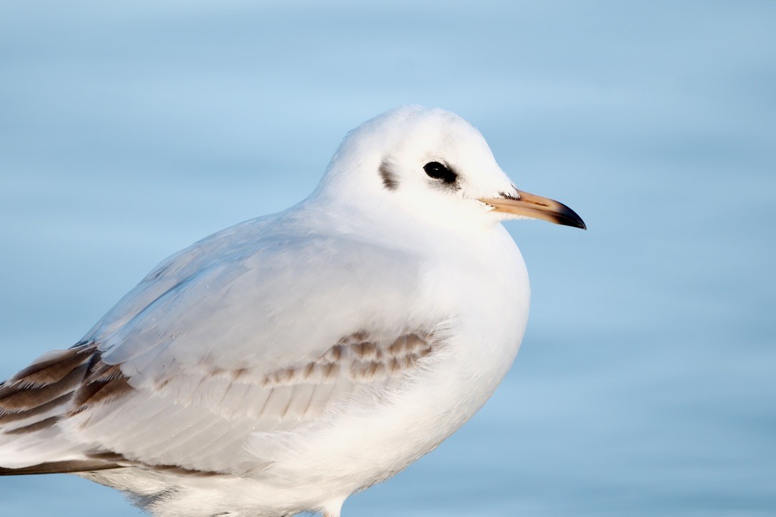 Black-headed Gull - ML646237677