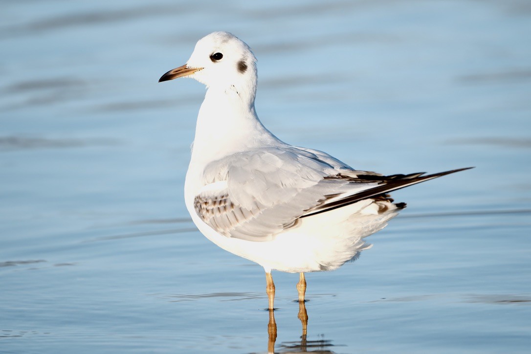 Black-headed Gull - ML646237678