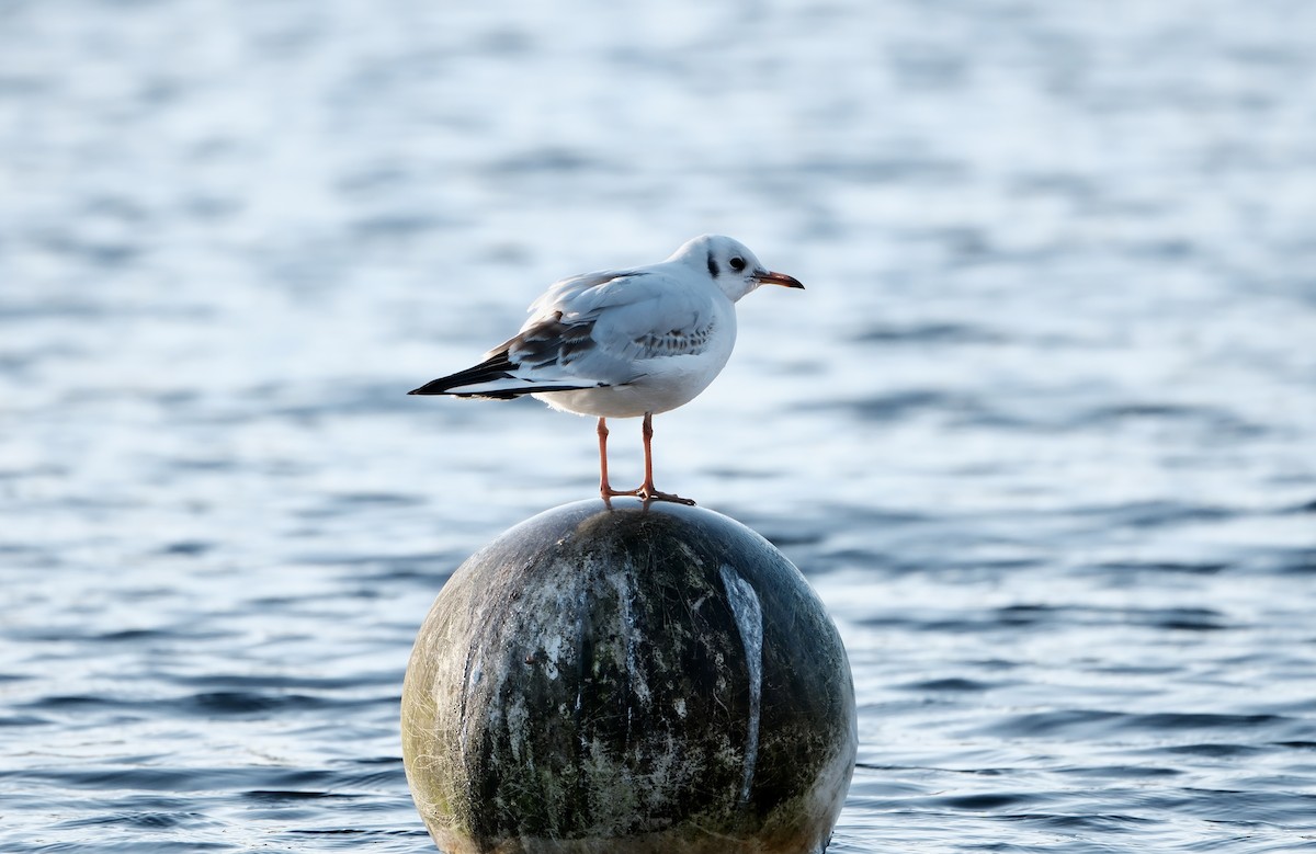 Black-headed Gull - ML646237681