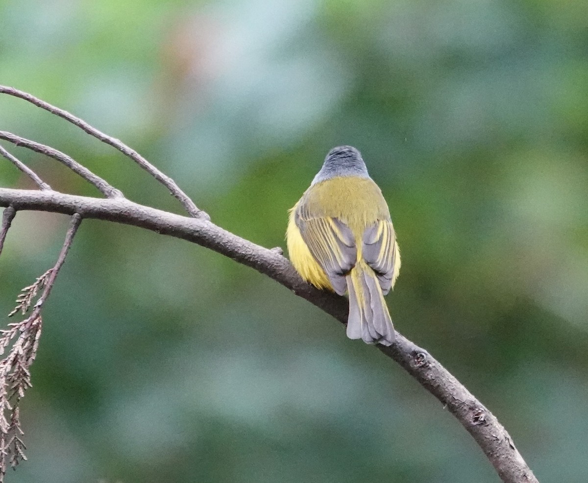 Gray-headed Canary-Flycatcher - ML646237683
