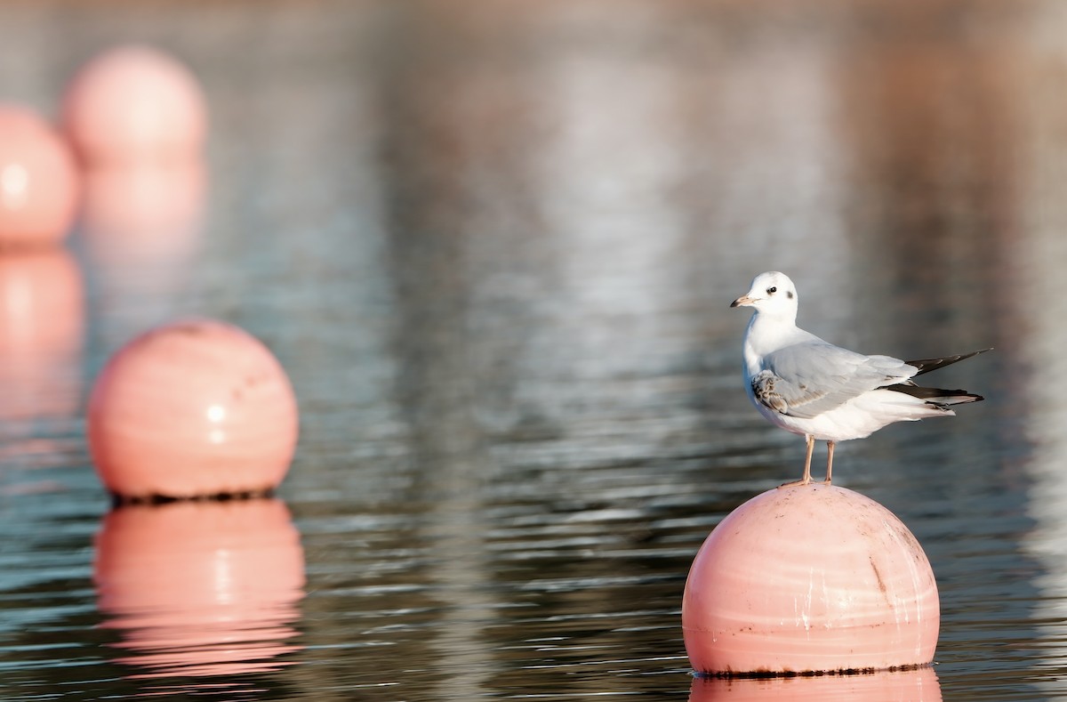 Black-headed Gull - ML646237684