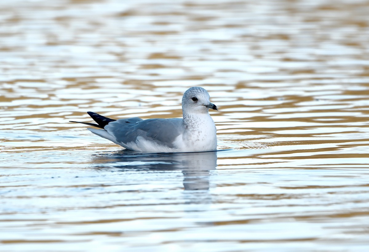 Common Gull - ML646237687