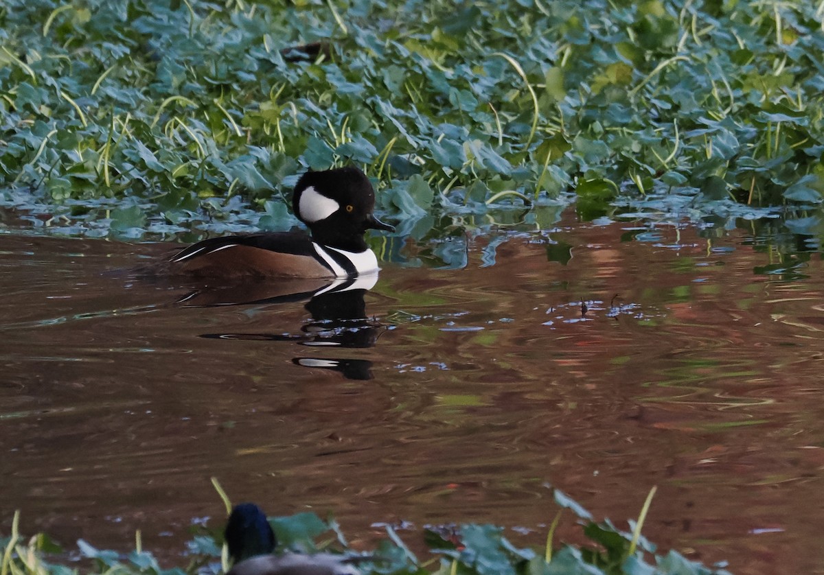 morčák chocholatý - ML646237688