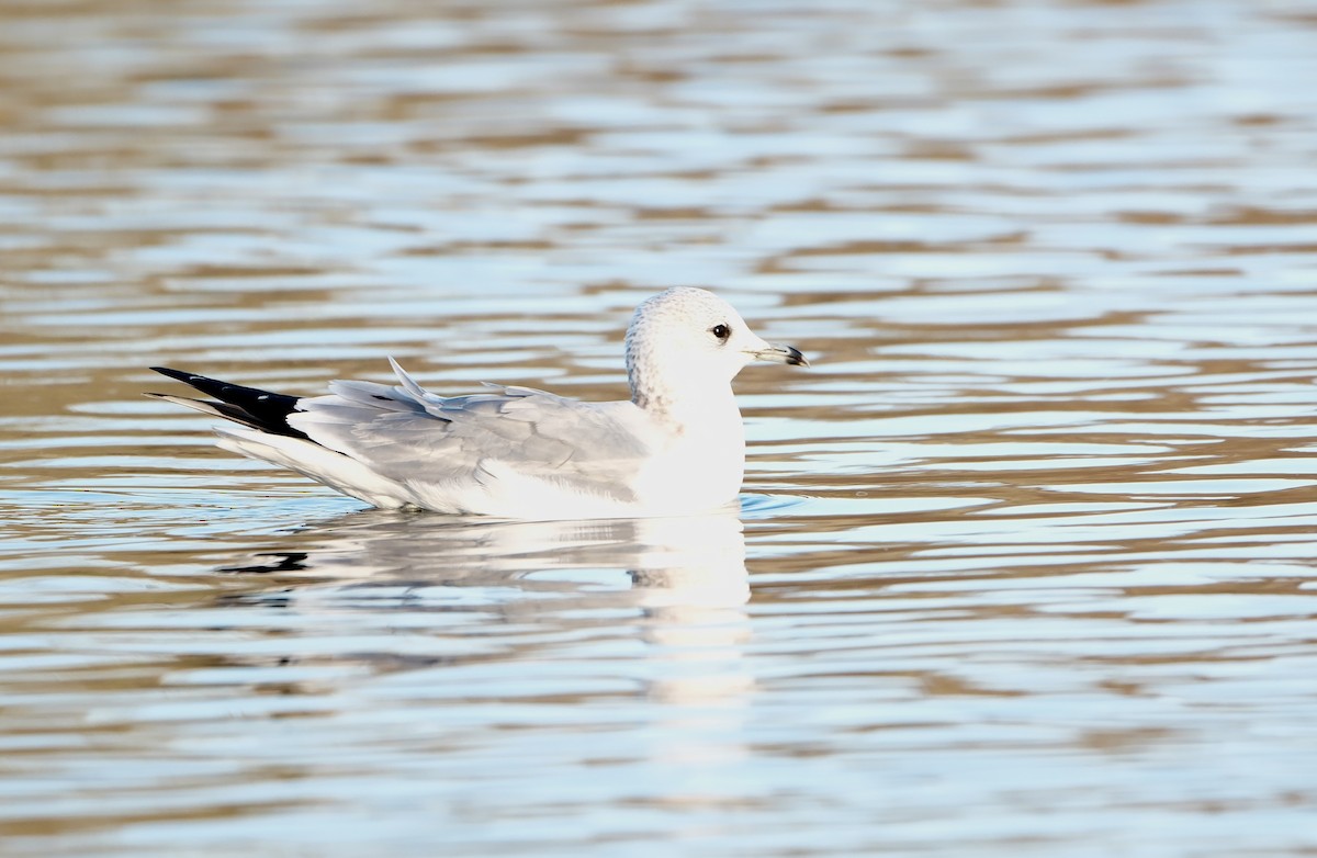 Common Gull - ML646237691