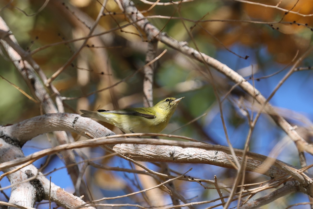 Tennessee Warbler - ML646237701