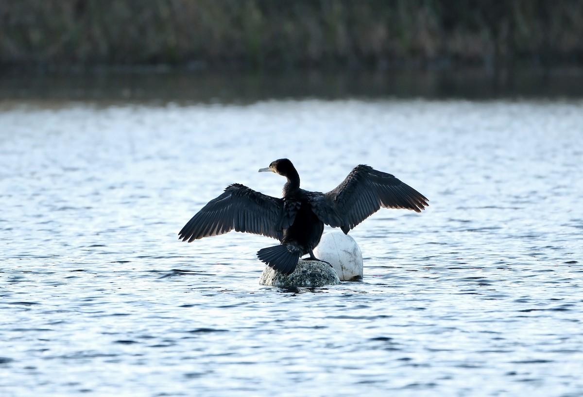 Great Cormorant - ML646237702
