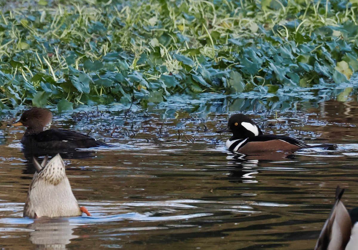 morčák chocholatý - ML646237703