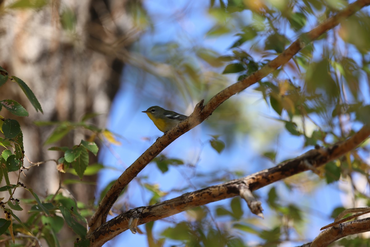 Очковая древесница - ML646237704