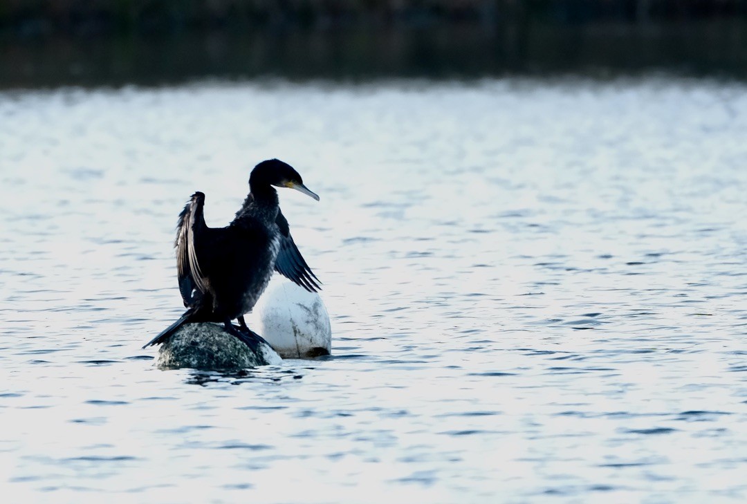 Great Cormorant - ML646237705