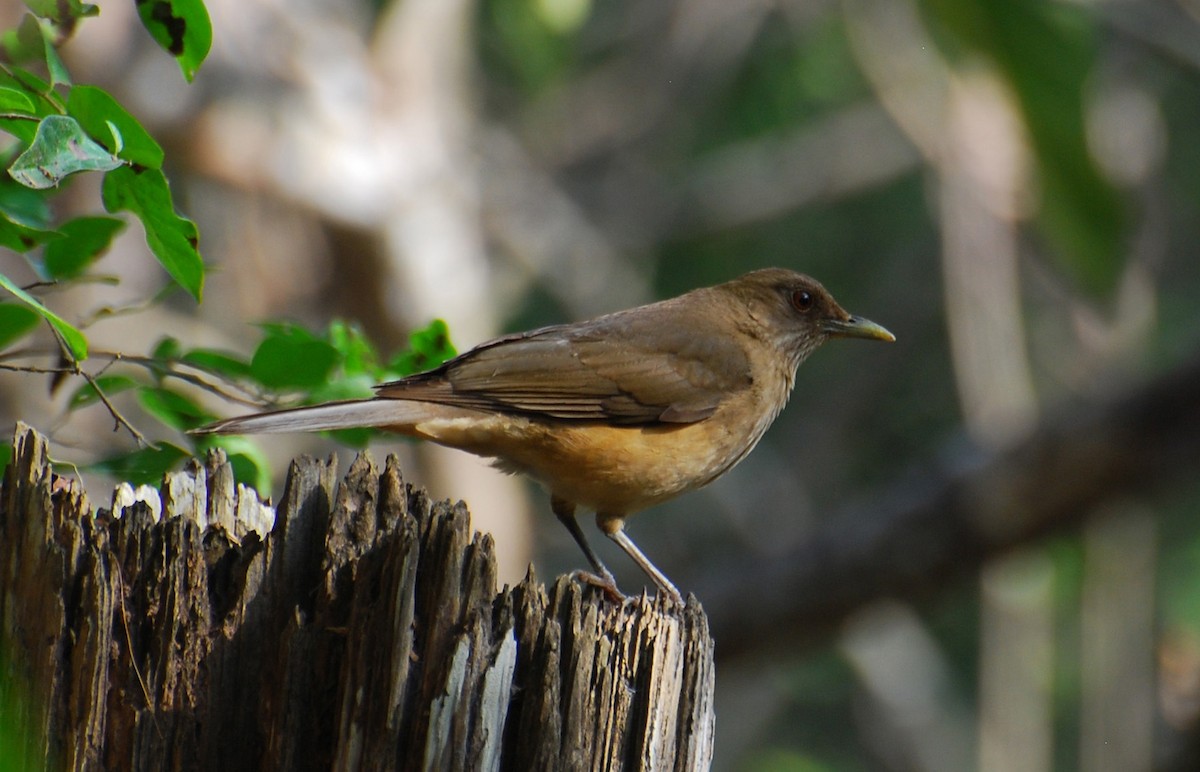 Clay-colored Thrush - ML646237706