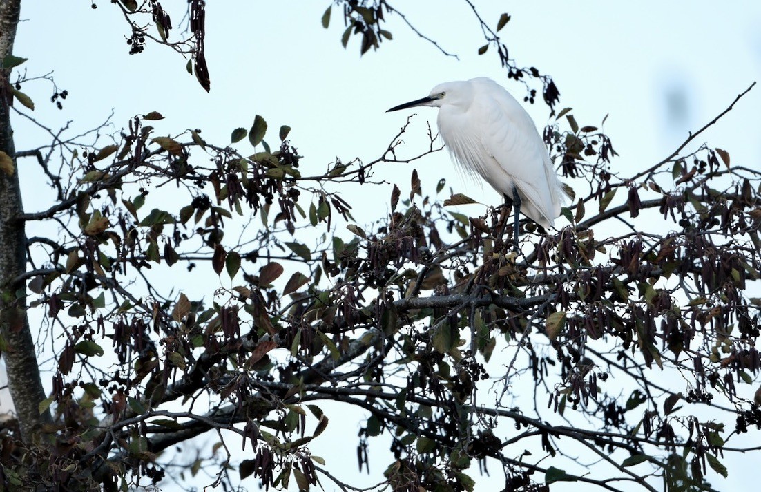 Little Egret - ML646237710