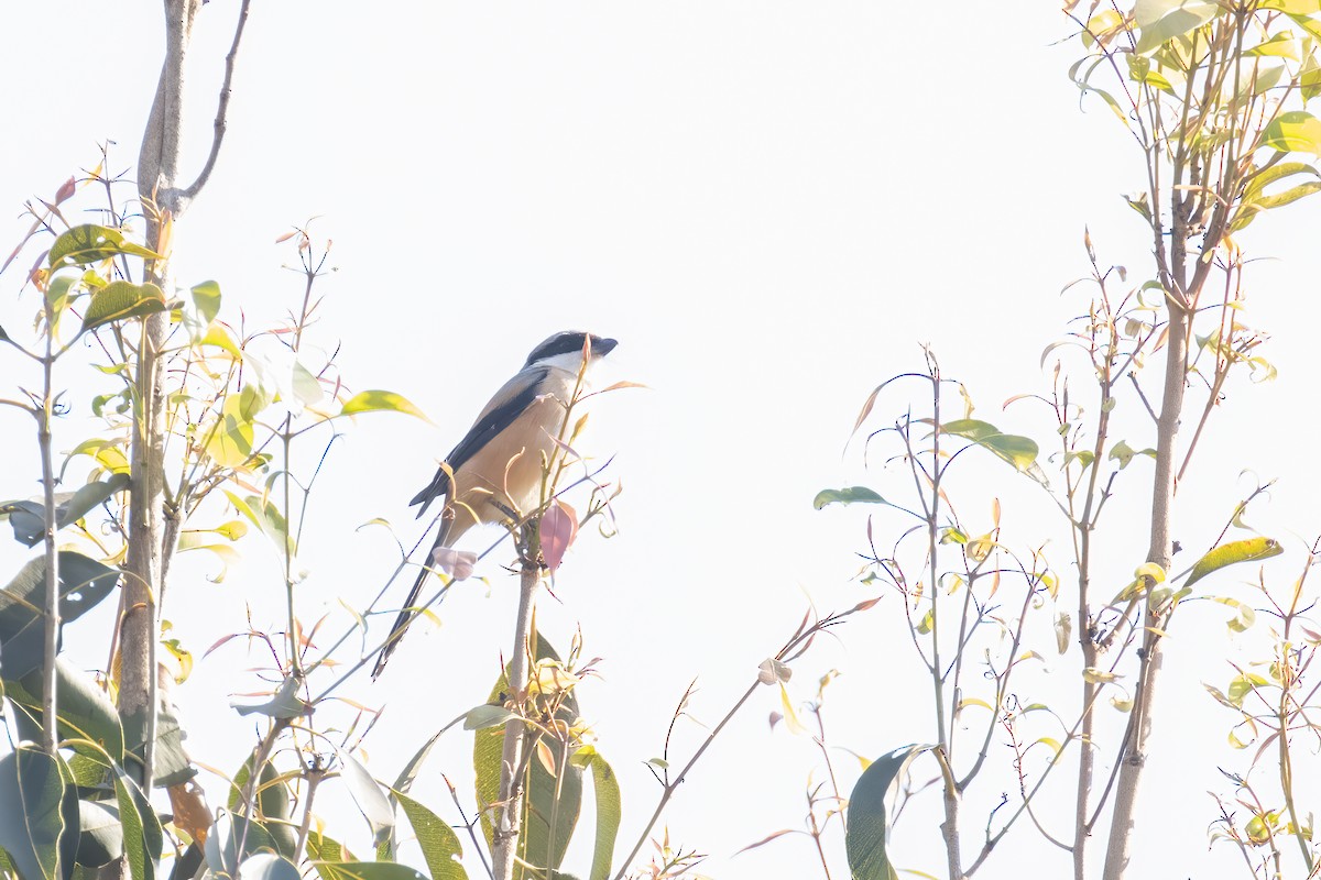 Long-tailed Shrike - ML646237711