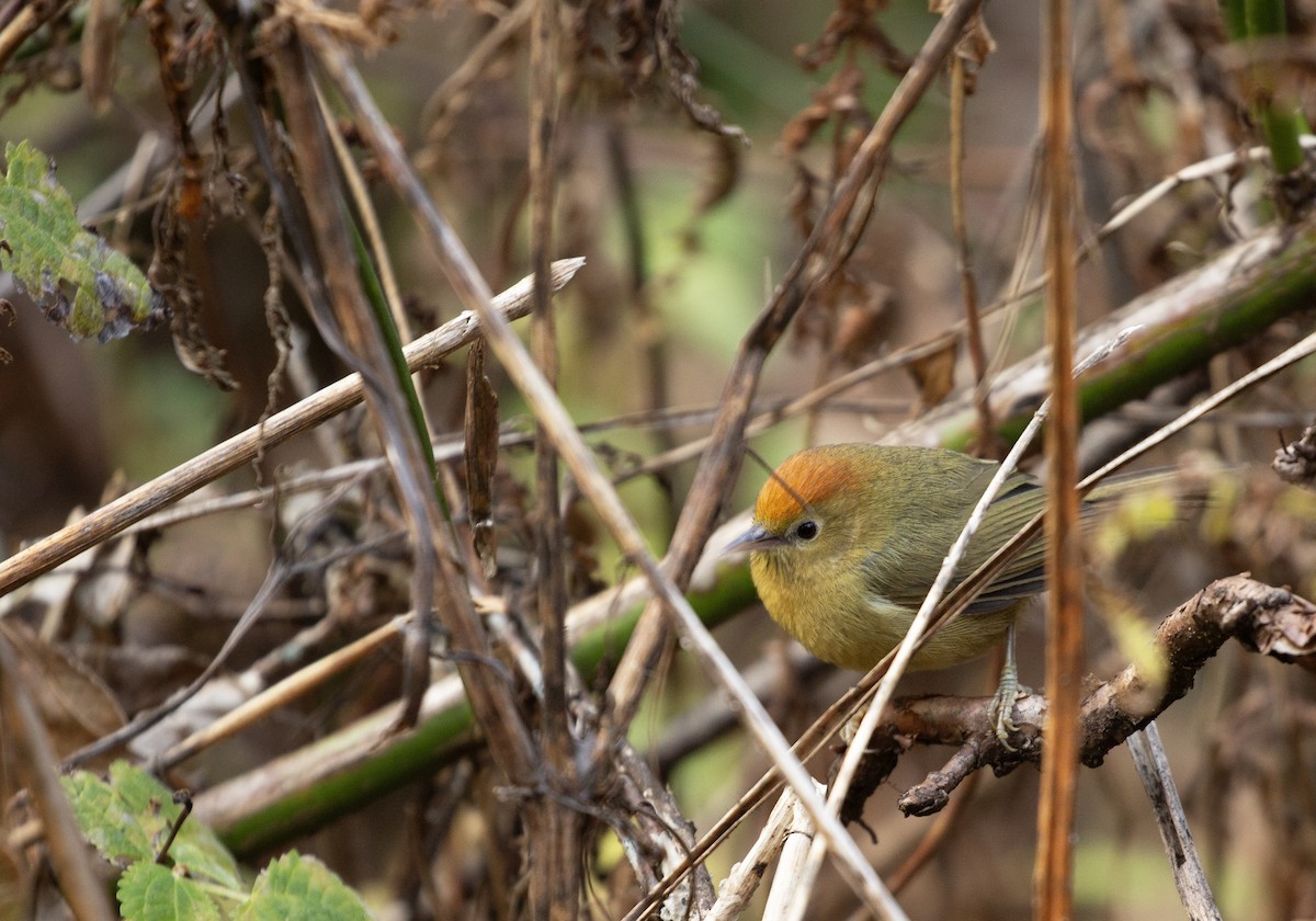 Rufous-capped Babbler - ML646237712