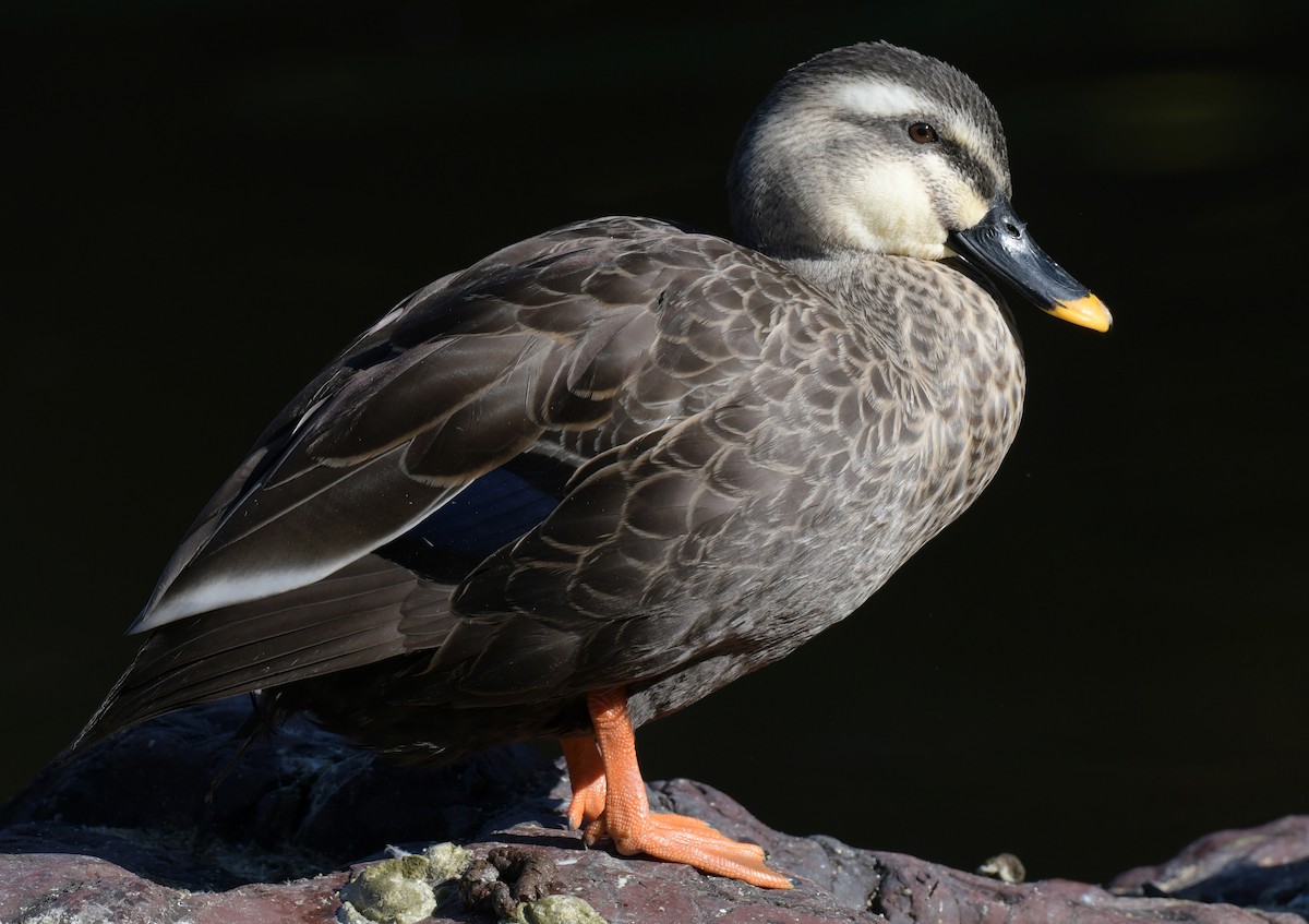 kinaand - ML646237713