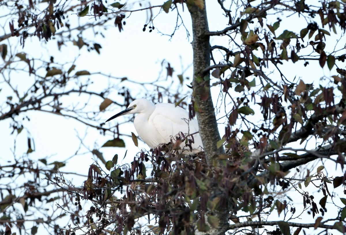 Little Egret - ML646237714