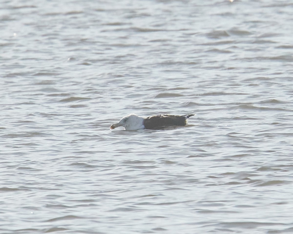 Great Black-backed Gull - ML646237716