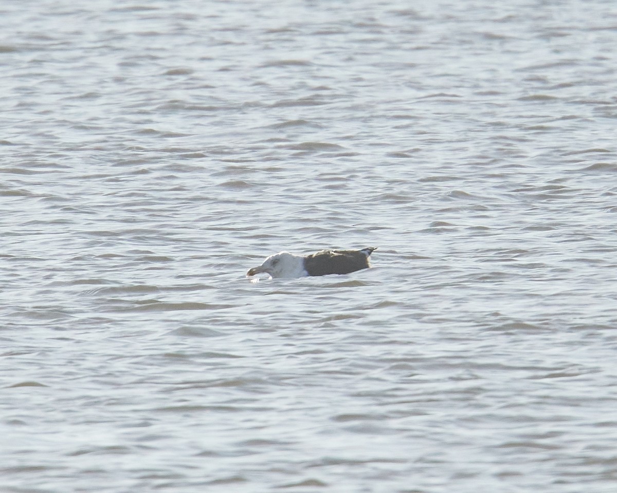 Great Black-backed Gull - ML646237717