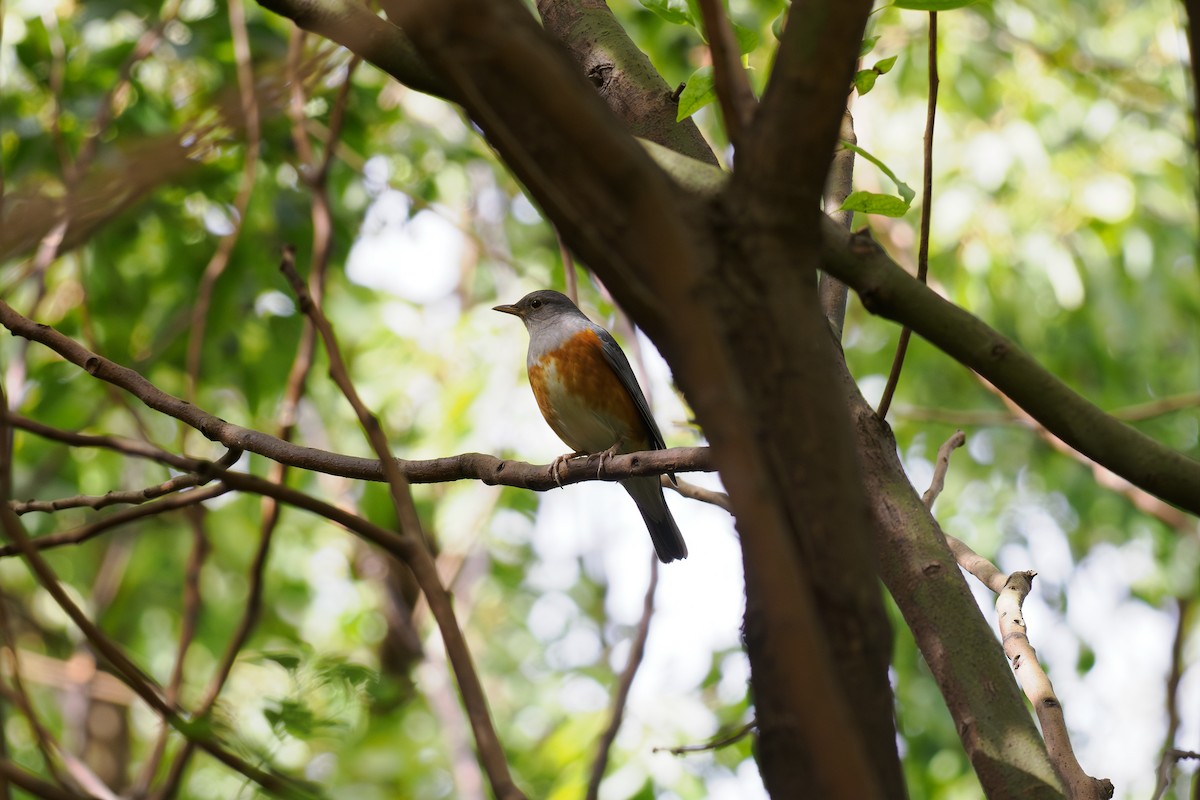 Merle à dos gris - ML646237719
