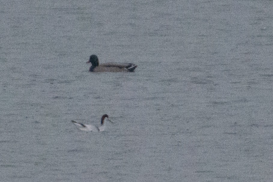 Pied Avocet - ML646237720