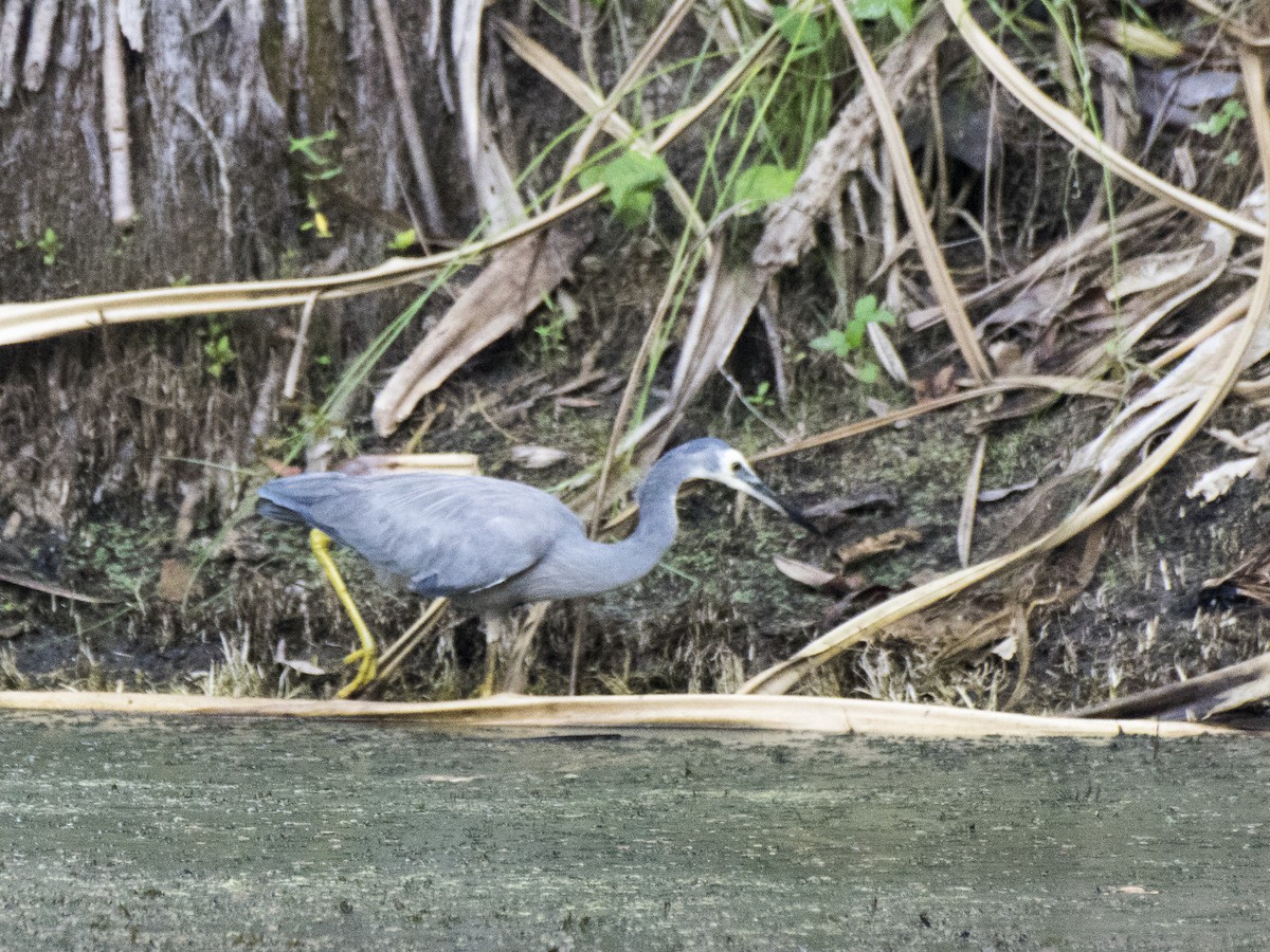 volavka bělolící - ML646237723