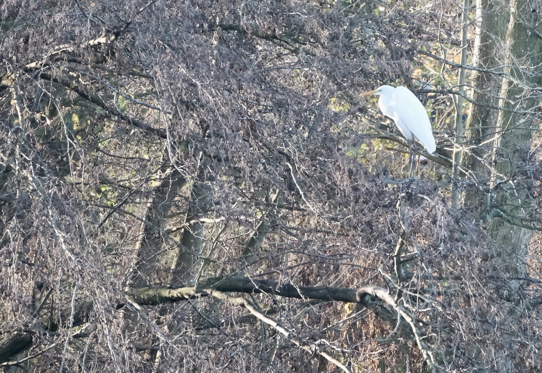 Great Egret - ML646237726