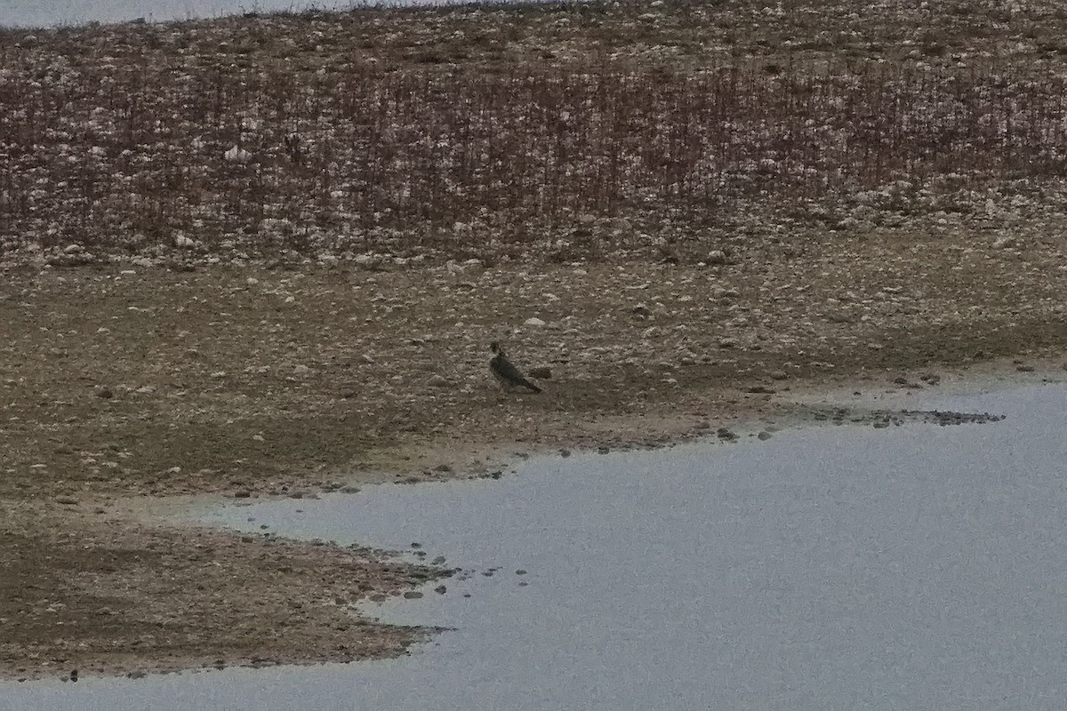 Peregrine Falcon - ML646237727