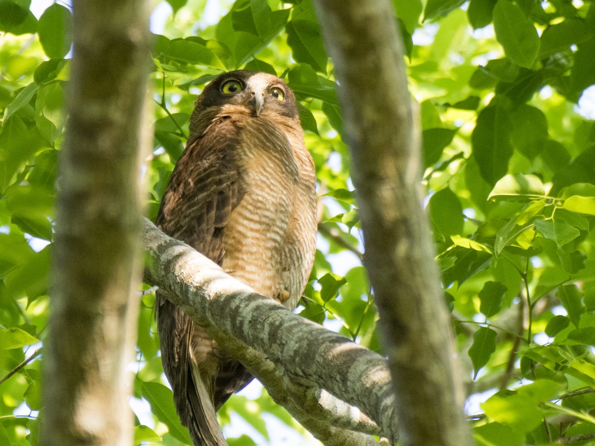 Nínox Rojizo - ML646237731