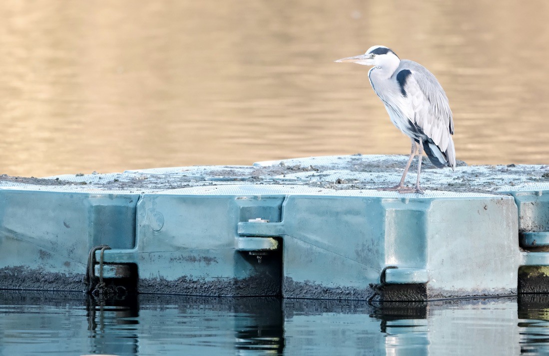 Gray Heron - ML646237732