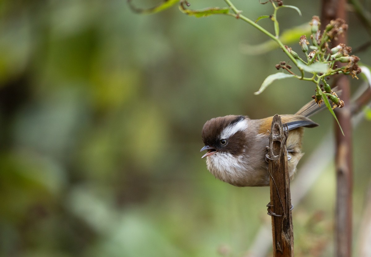 White-browed Fulvetta - ML646237737
