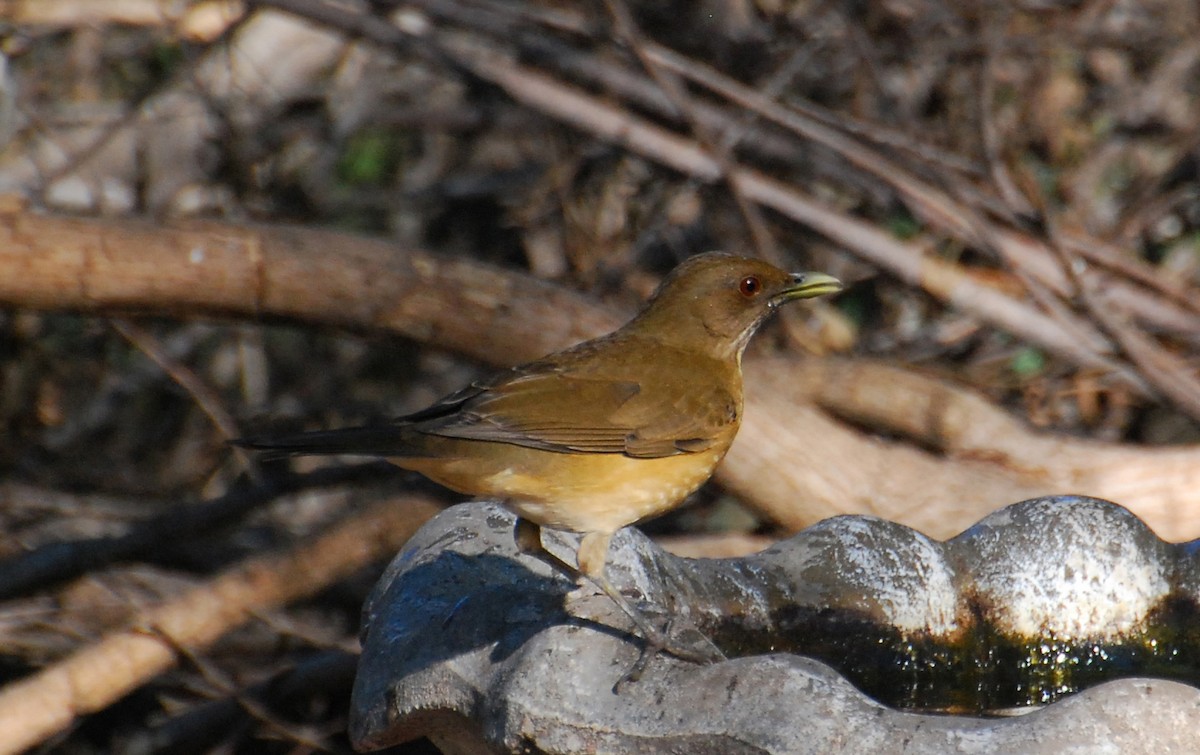 Clay-colored Thrush - ML646237738