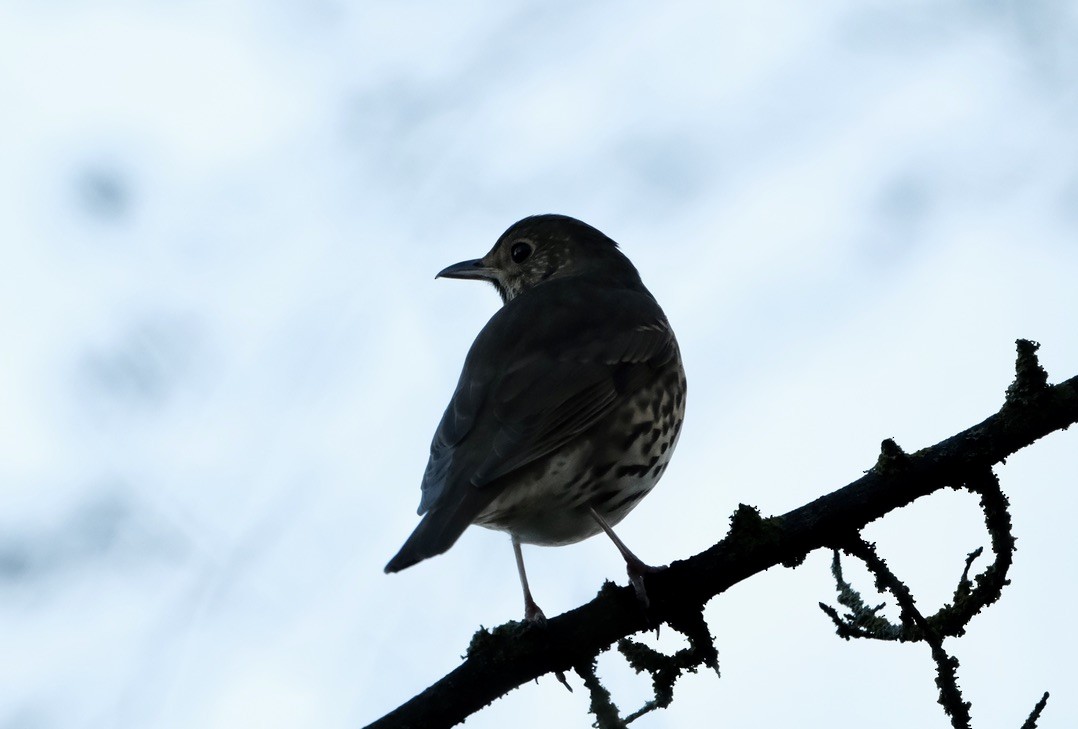 Song Thrush - ML646237739