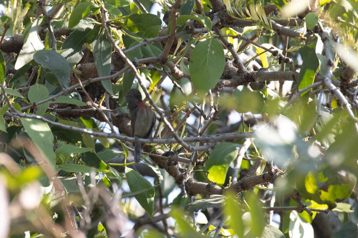 Vigors's Sunbird - ML646237745