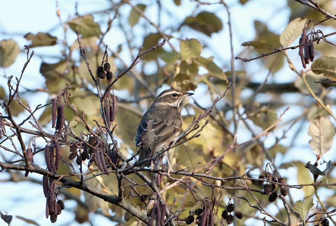 Redwing - ML646237747