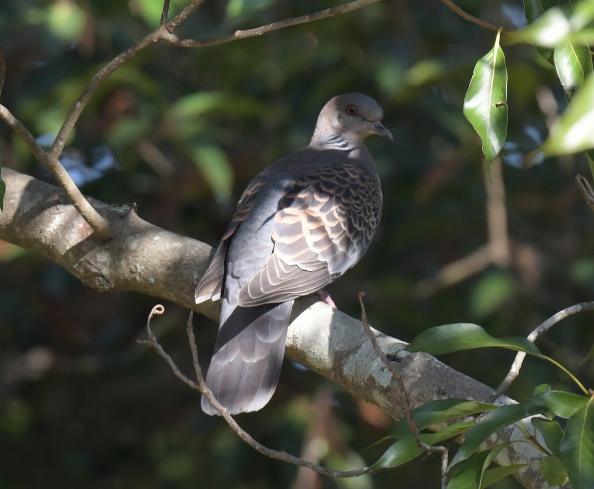 mongolturteldue - ML646237748